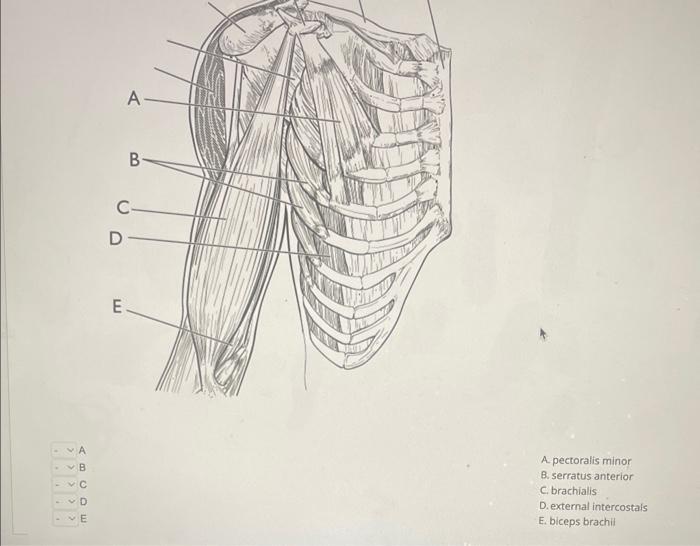 A. pectoralis minor B. serratus anterior C. brachialis D. external intercostais E. biceps brachil