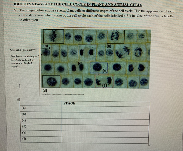 Solved IDENTIFY STAGES OF THE CELL CYCLE IN PLANT AND ANIMAL 
