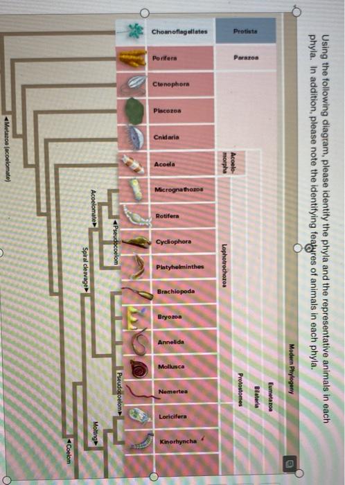 Solved Using the following diagram, please identify the | Chegg.com