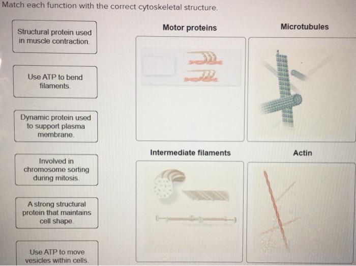 Solved Match each function with the correct cytoskeletal