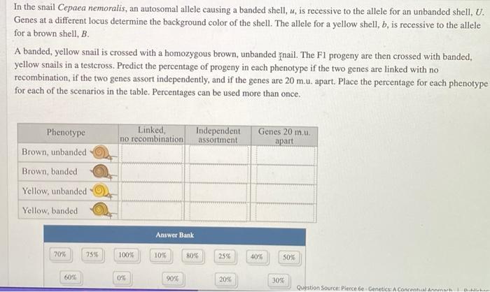 Solved In The Snail Cepaea Nemoralis, An Autosomal Allele | Chegg.com