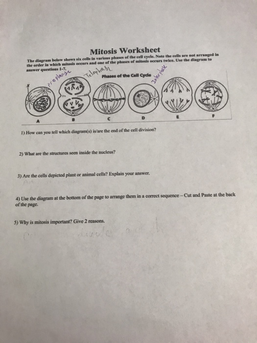 Solved Mitosis Worksheet The diagram below shows six cells | Chegg.com