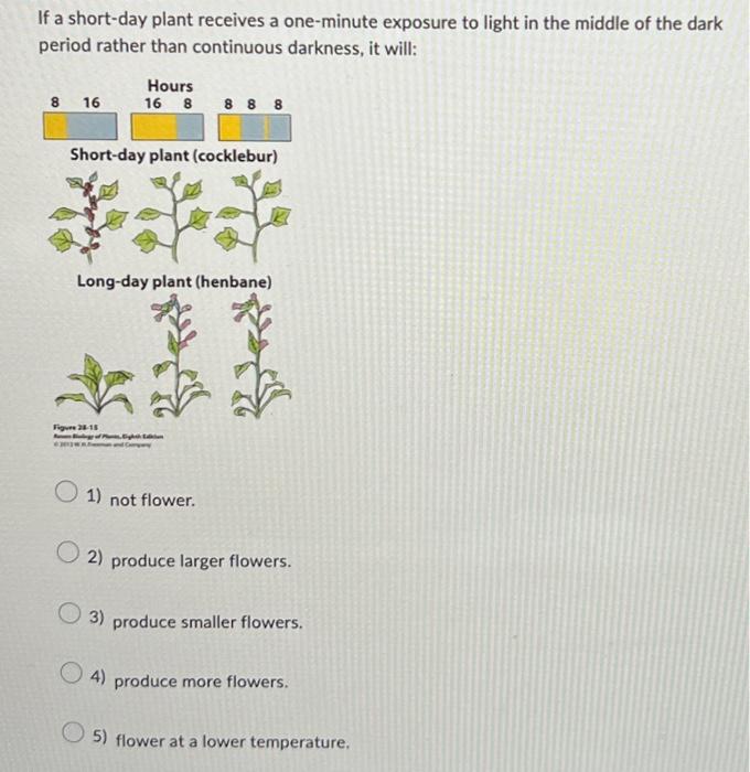 What are short-day and long-day plants?