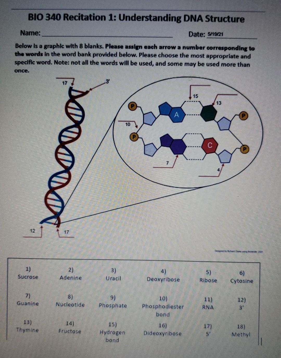 Solved BIO 340 Recitation 1: Understanding DNA Structure | Chegg.com