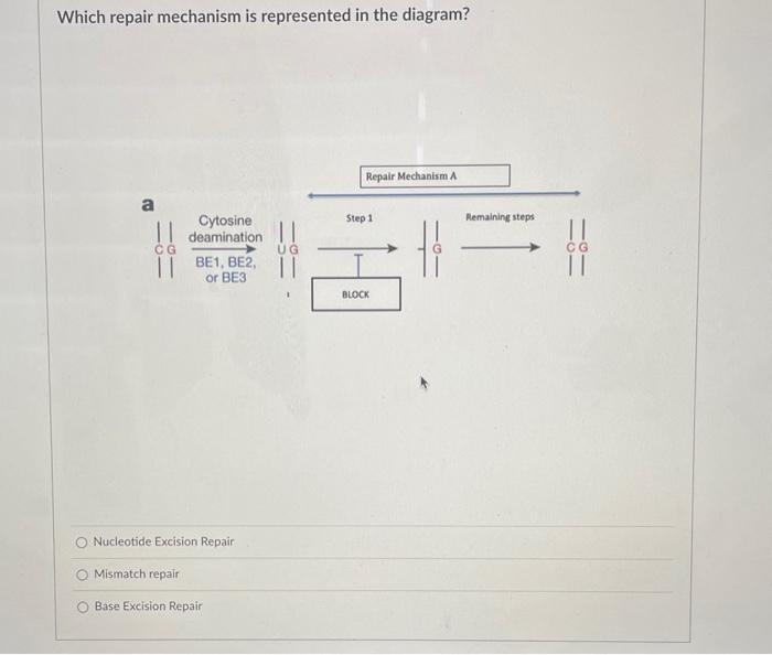 Solved Which repair mechanism is represented in the diagram? | Chegg.com