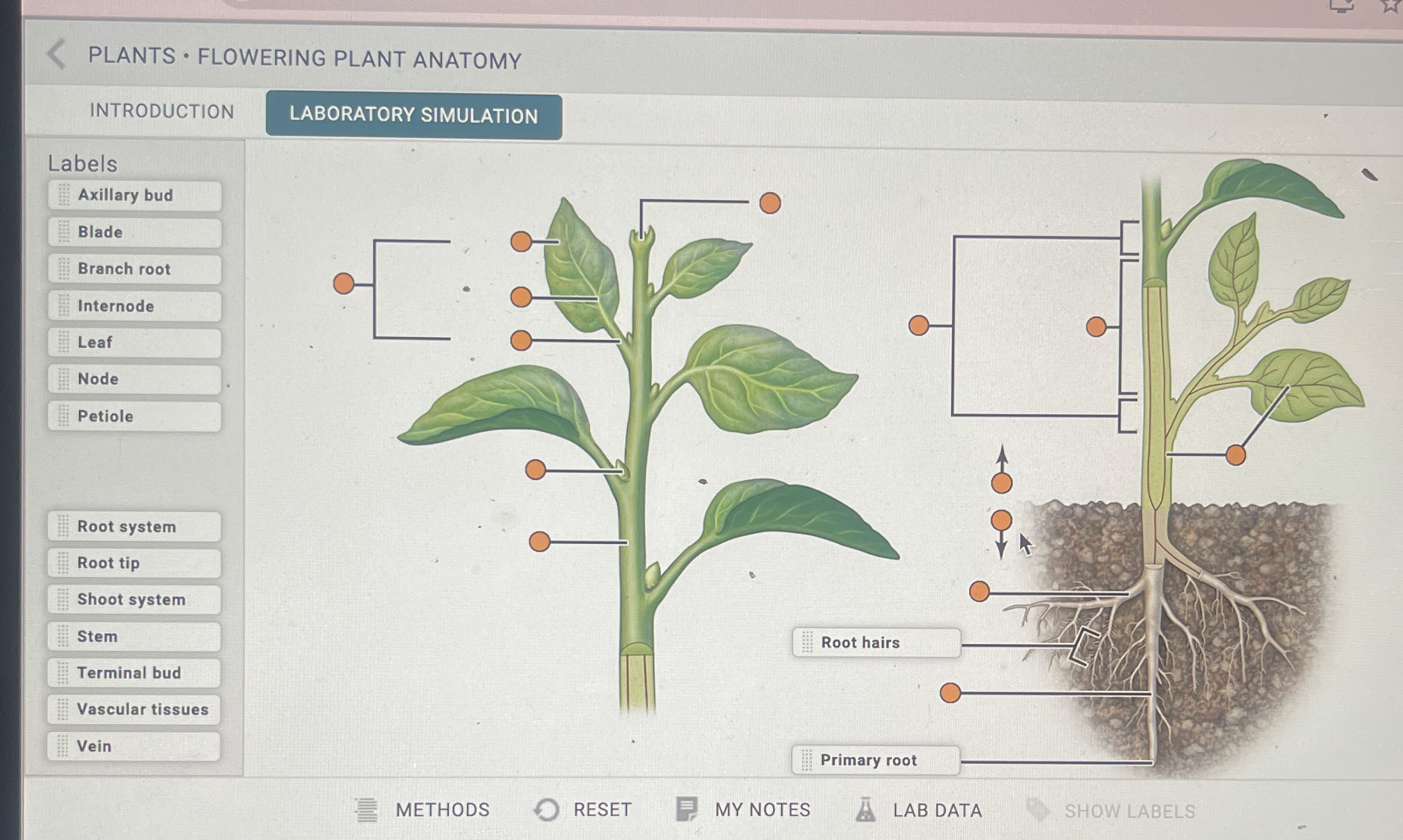Solved PLANTS * ﻿FLOWERING PLANT | Chegg.com