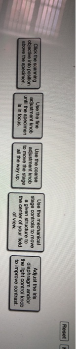 Solved Place The Steps For Focusssing A Microscope In The Chegg Com