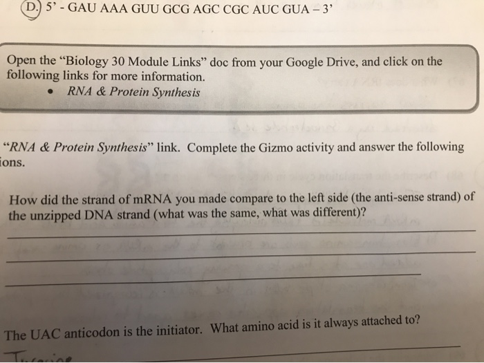 In pdf 29 rna and protein synthesis gizmo worksheet answers . gizmos ...