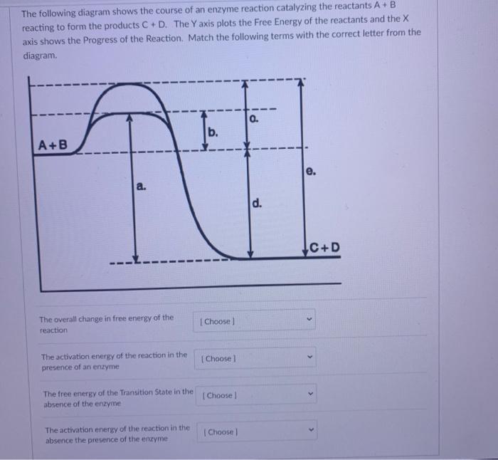 Solved The following diagram shows the course of an enzyme | Chegg.com