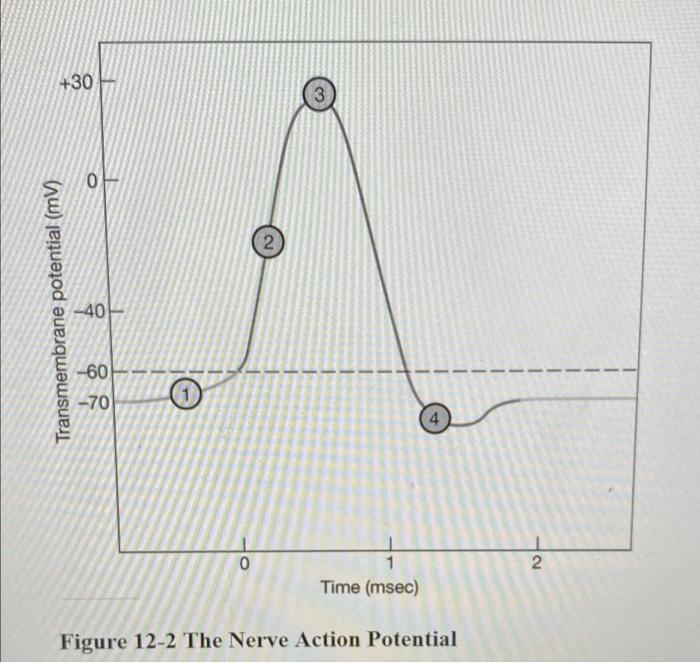 Solved 21) What is occurring at the area labeled #42 A) An | Chegg.com