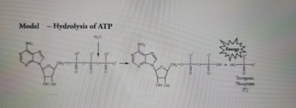 Solved Model - Hydrolysis of ATP NO Energy W 60 - + | Chegg.com