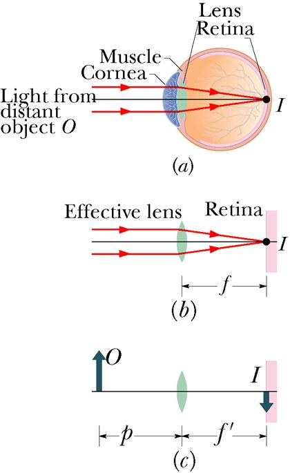 Solved The figure (a) shows the basic structure of a human | Chegg.com