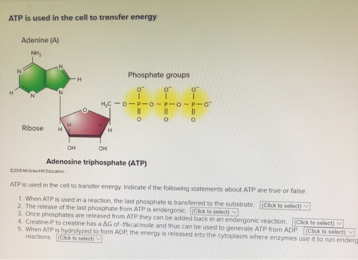 ATP is used in the cell to transfer energy Adenine | Chegg.com