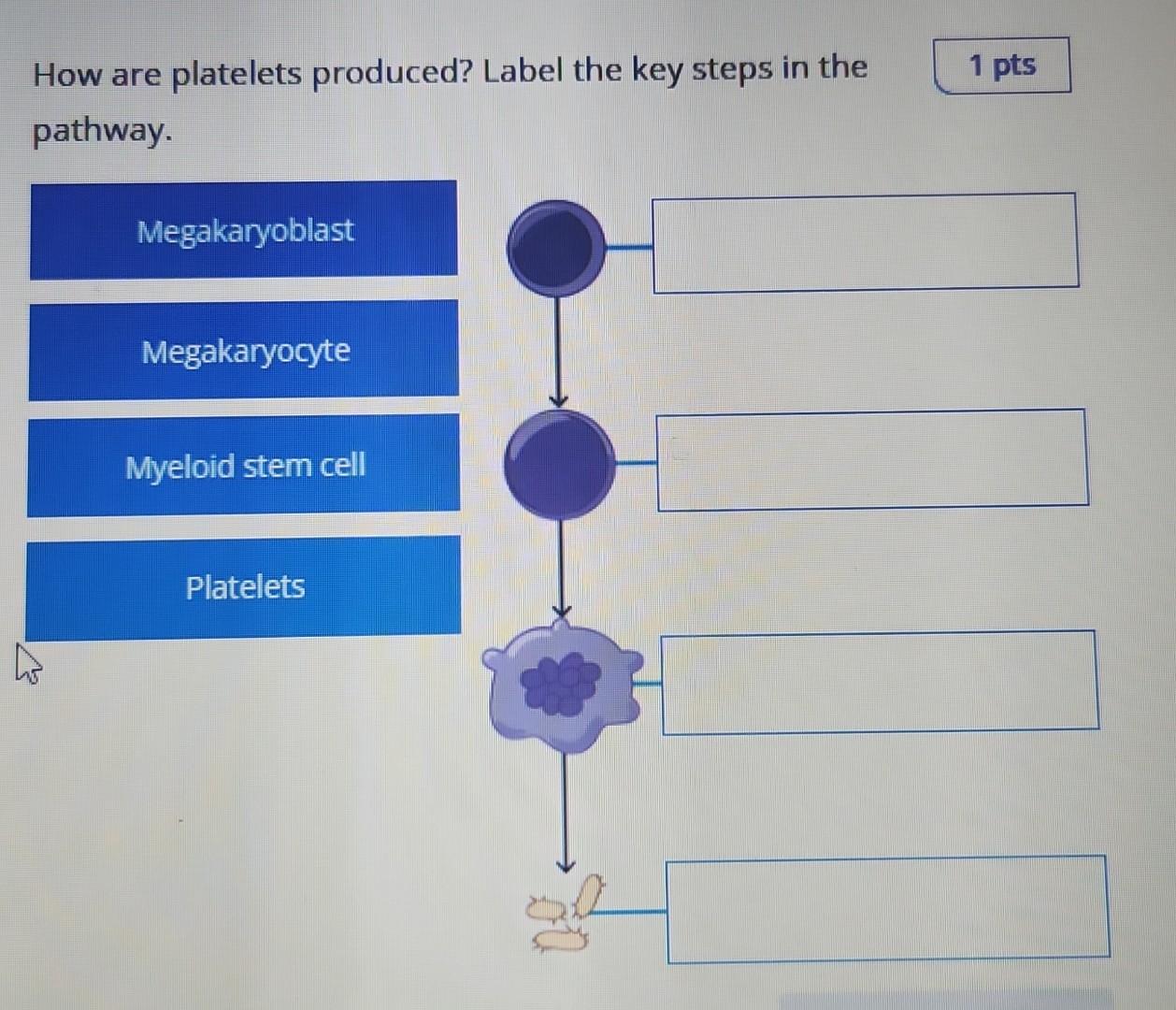 How are platelets produced? Label the key steps in the pathway.