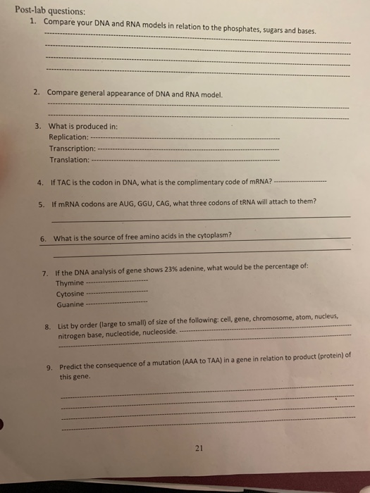 Solved Post Lab Questions 1 Compare Your Dna And Rna Mo Chegg Com