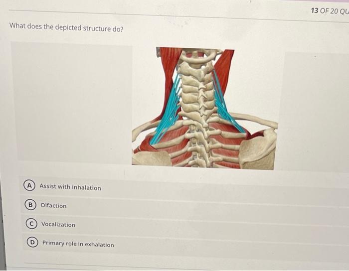 Solved What does the depicted structure do? (A) Assist with | Chegg.com