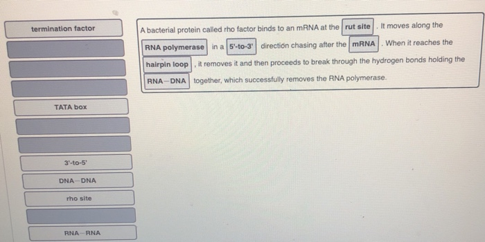 Solved termination factor A bacterial protein called rho | Chegg.com