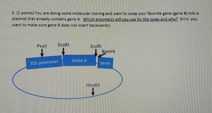 Solved 1. (4 points) Here is a map of the plasmid pUC19 with | Chegg.com