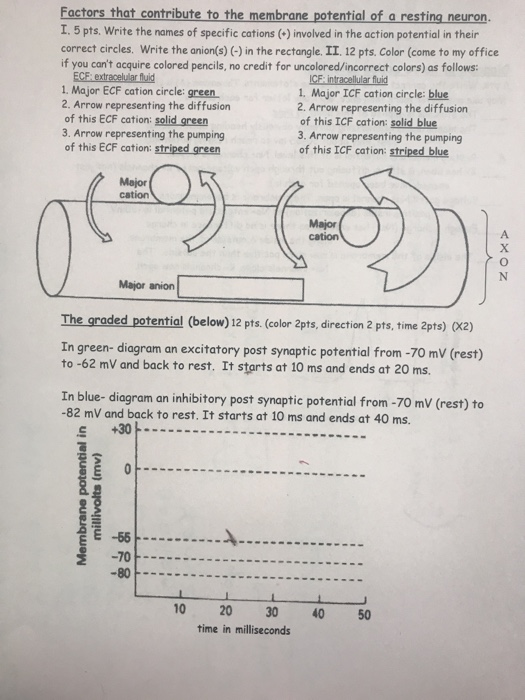 Solved Factors that contribute to the membrane potential of | Chegg.com