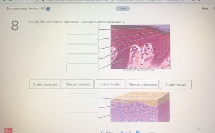 Solved Integumentary System HW Savod Help S Identify the | Chegg.com