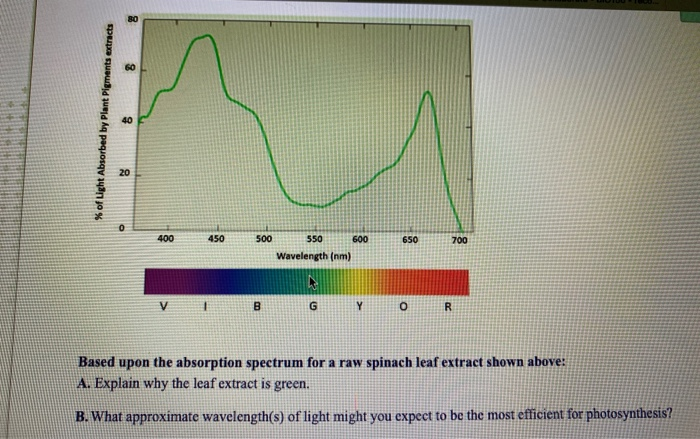 Solved 60 Of Light Absorbed By Plant Pigments Extracts 20 Chegg Com