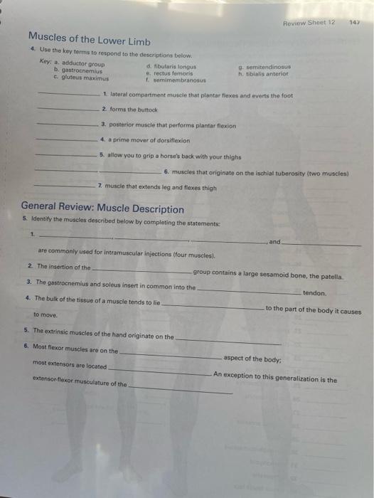 Solved Review Sheet 12 147 Muscles Of The Lower Limb 4. Use | Chegg.com