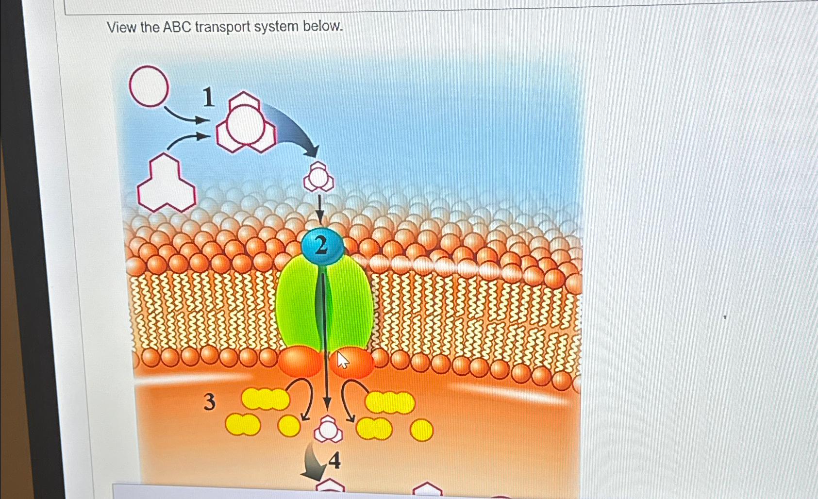 Solved View the ABC transport system below. | Chegg.com