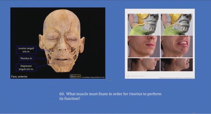 Solved Levator anguli oris m. Risorius m. Depressor anguli Chegg