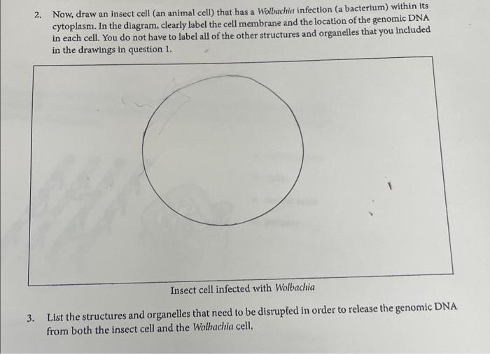 Solved 2. Now, draw an insect cell (an animal cell) that has | Chegg.com