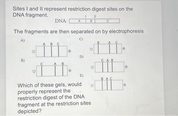 Solved Sites I and II represent restriction digest sites on | Chegg.com