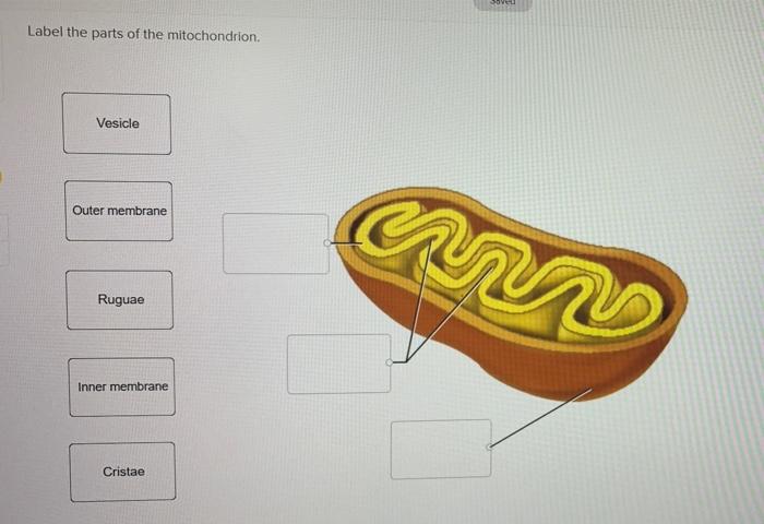 Solved SO Label the parts of the mitochondrion. Vesicle | Chegg.com