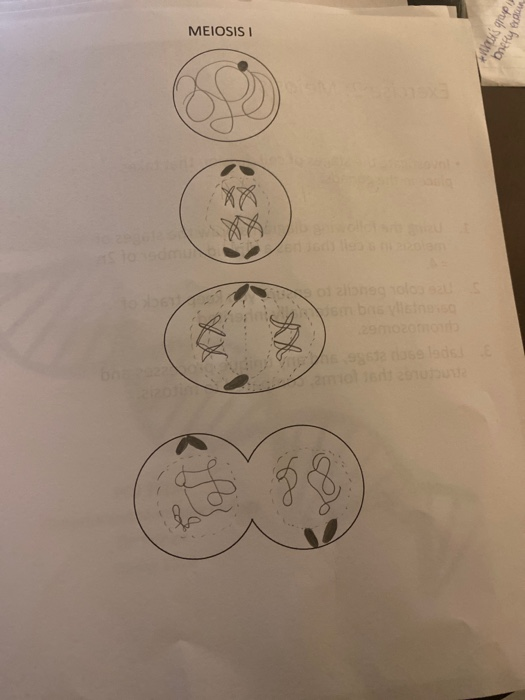 Solved Exercise 2: Meiosis . Investigate the stages of cell | Chegg.com