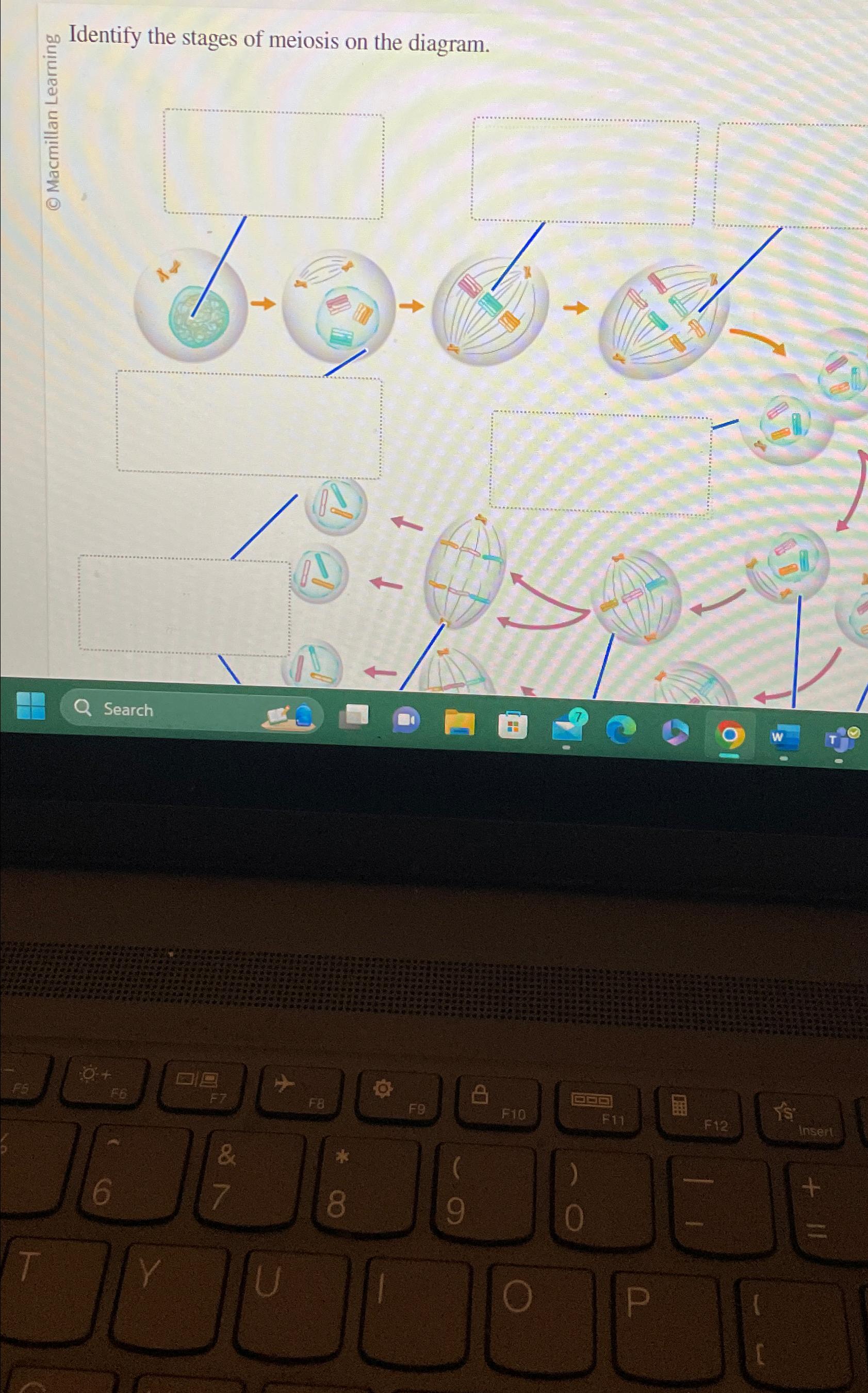 Solved Identify the stages of meiosis on the diagram.Search | Chegg.com
