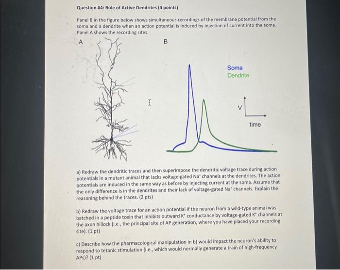 Solved Question \#4: Role of Active Dendrites (4 points) | Chegg.com