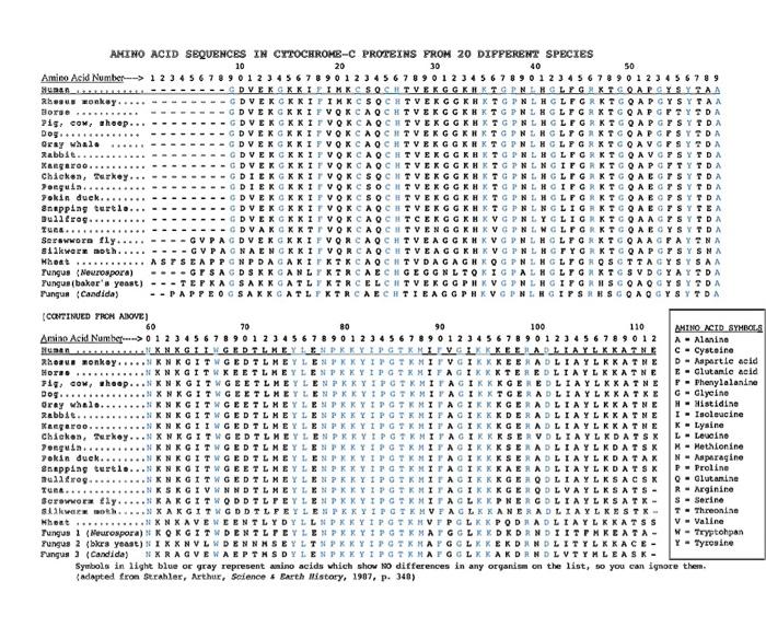AMINO ACID SEQUENCES IN CYTOCHROMEC PROTEINS