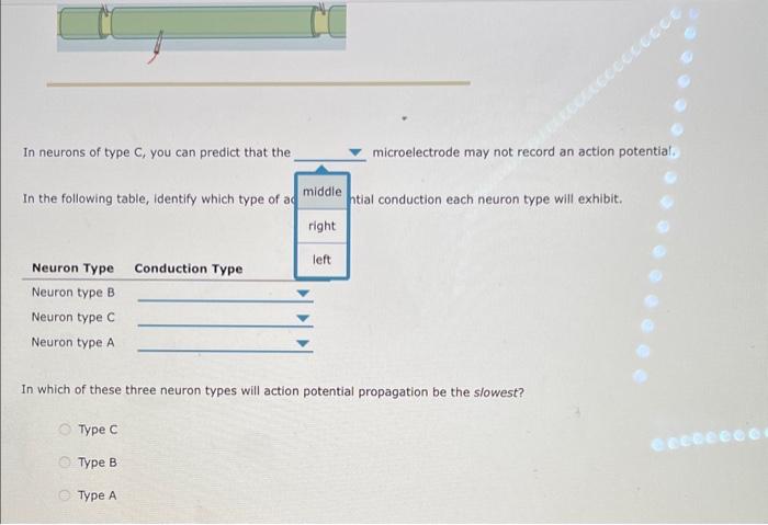 Solved 3. Action potential propagation and myelin sheaths | Chegg.com