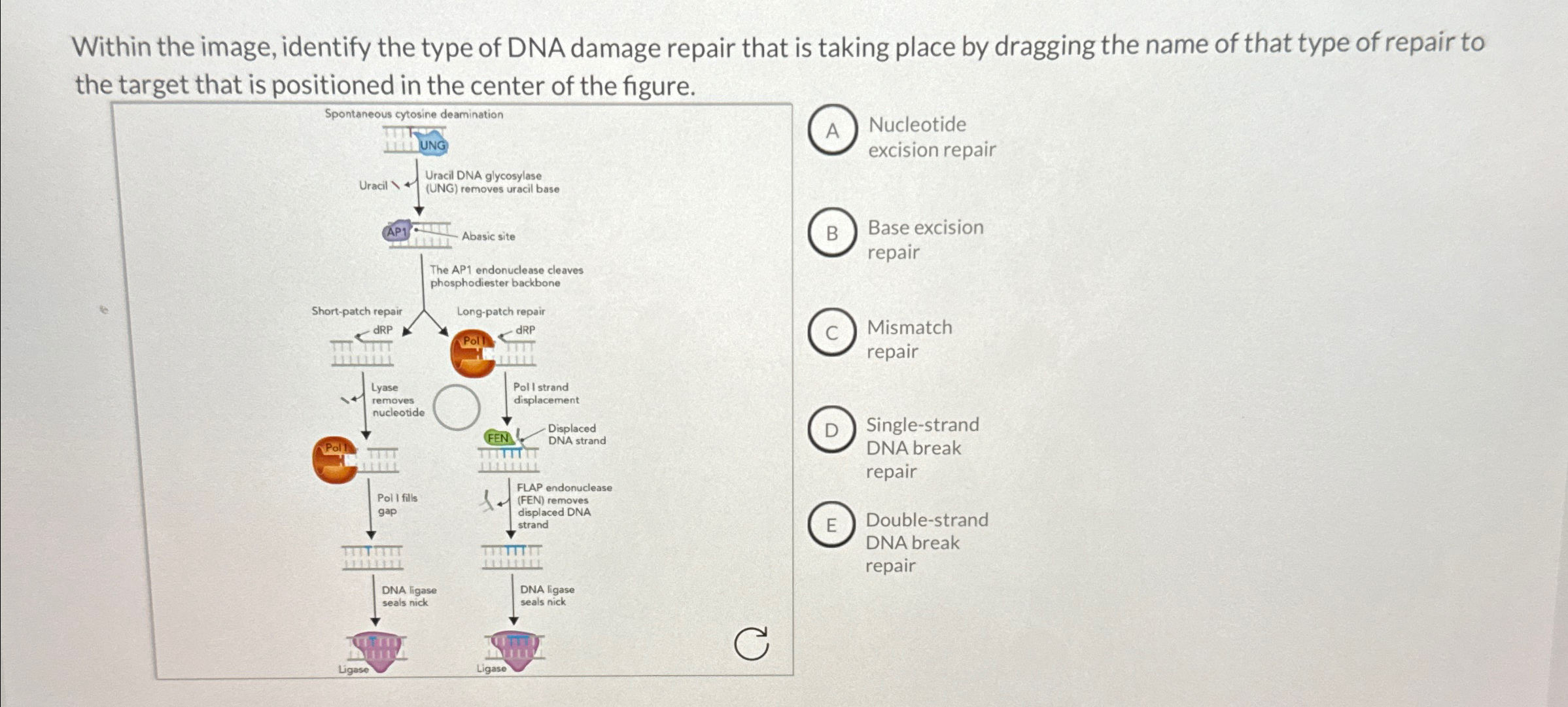 Solved Within the image, identify the type of DNA damage | Chegg.com