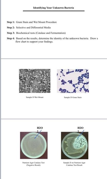 Solved Identification of Unknown Bacteria Name: Fill in the | Chegg.com