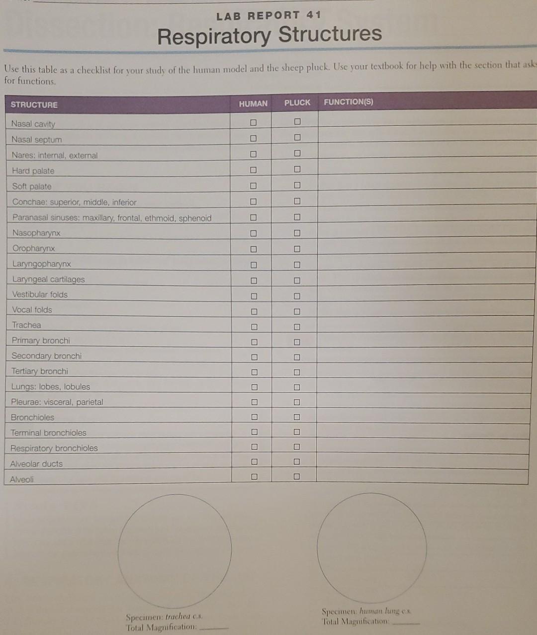 Solved Lab Report 41 page 405 Respiratory Structures HUMAN