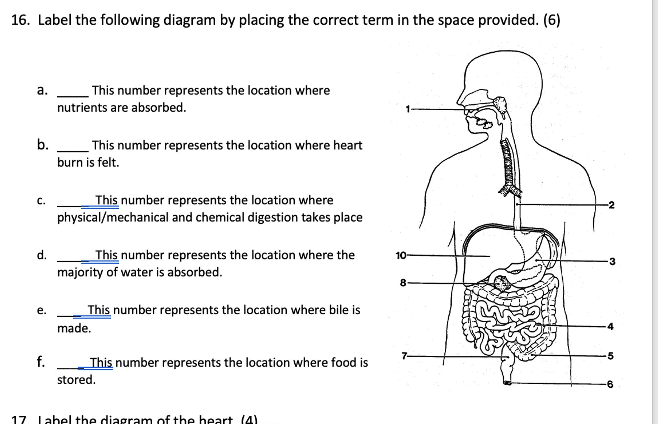 Solved Label the following diagram by placing the correct | Chegg.com
