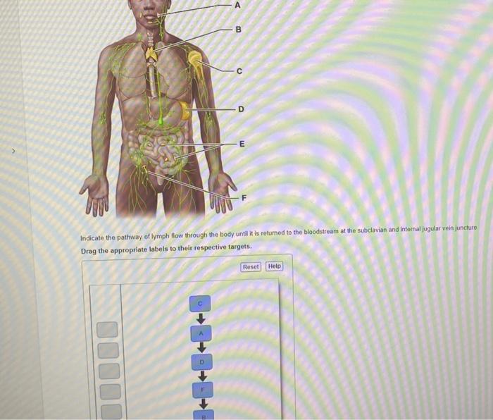 Solved B с D E > Indicate the pathway of lymph flow through | Chegg.com