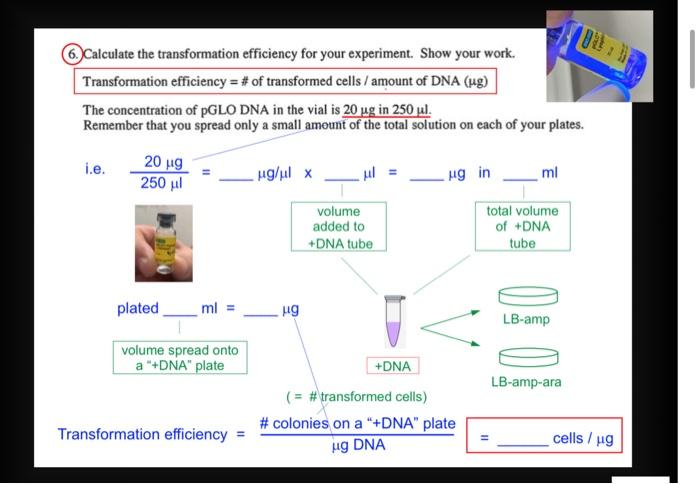 Solved Calculate the transformation efficiency for your | Chegg.com