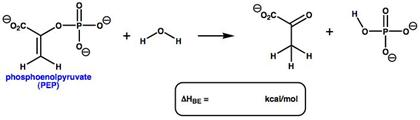 Phosphoenolpyruvate (pep) Is A High Energy 