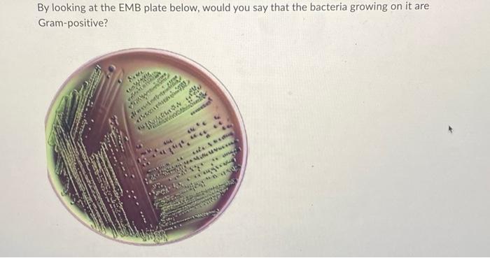 Solved By looking at the EMB plate below, would you say that | Chegg.com