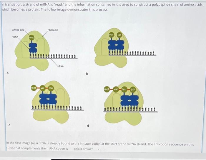 In translation, a strand of mRNA is "read," and the | Chegg.com