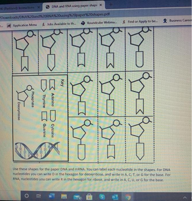 Solved DNA and RNA using paper shapes For this activity you | Chegg.com