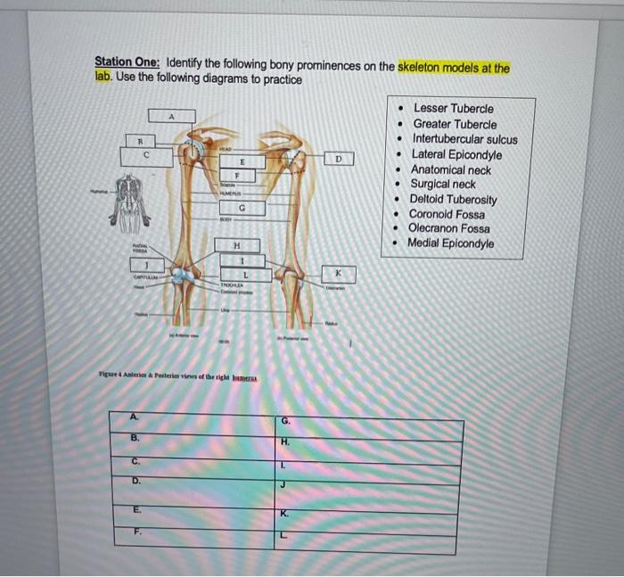 Solved Station One: Identify The Following Bony Prominences 