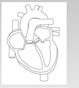 blank human heart diagram