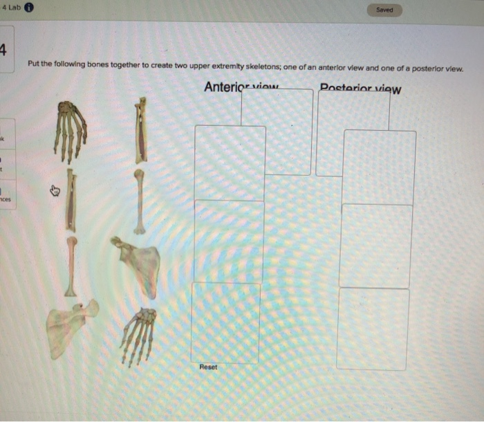 Solved Saved Lab Put The Following Bones Together To Create | Chegg.com