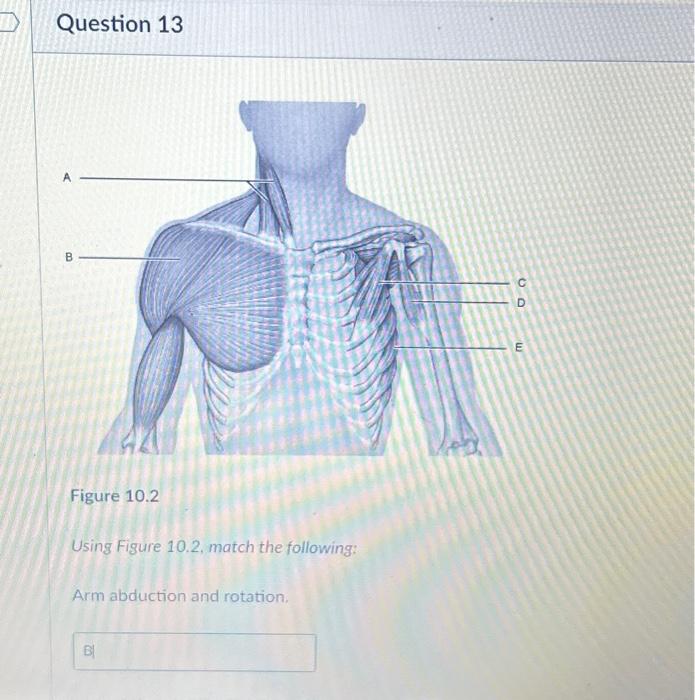 Solved Question 13 A B Figure 10.2 Using Figure 10.2, match | Chegg.com